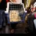 Manuel Saldarriaga - Los animales se deben transportar en un contenedor, guacal o jaula.