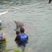Liliana Vélez de Restrepo - El nado con delfines se puede practicar en piscinas o entornos marinos.