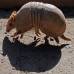 AFP - La mascota del Mundial Brasil 2014, un armadillo de tres bandas, es considerada como un especie vulnerable por la Unión Internacional para la Conservación de la Naturaleza (UICN). Este armadillo, conocido como "tatu-bola", se creía extinto hasta su redescubrimiento en 1990 y este año el Gobierno de Brasil presentará en junio un plan para salvar al personaje que inspira a Fuleco, la mascota del torneo de la FIFA.