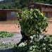 AP - En 2012 Per&#250; desplaz&#243; a Colombia como el principal productor de hoja de coca en el mundo, anunci&#243; el mes pasado Naciones Unidas. Sin embargo, a diferencia de Colombia, la mayor&#237;a de la coca&#237;na producida en Per&#250; es exportada no a Estados Unidos, sino a Brasil, Argentina y Europa.