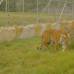 Cortes&#237;a - Any y Pascal son dos tigres bengala hembra y macho, que por ahora son los nuevos protagonistas de la Hacienda N&#225;poles, en el municipio de Puerto Triunfo.