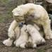Reuters - Un zool&#243;gico de Holanda mostr&#243; por primera vez a su osa polar con sus cachorros gemelos. Ouwehands es uno de los dos zool&#243;gicos que participan en un programa de cr&#237;a especial para los osos polares en peligro de extinci&#243;n.