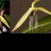 Foto Cortes&#237;a - 4. Orqu&#237;dea nocturna: Bulbophyllum nocturnum es de Pap&#250;a Nueva Guinea y sus flores abren alrededor de las 10 de la noche y se cierran en la ma&#241;ana.