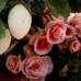 Donaldo Zuluaga - El Museo Vivo de Las Flores tiene 170 especies cultivadas, que muestran lo mejor de las flores antioque&#241;as.