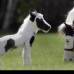 AP - El peque&#241;o caballo, llamado Einstein, naci&#243; en Nueva Hampshire, Estados Unidos.