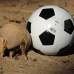 AFP - La mascota del Mundial Brasil 2014, un armadillo de tres bandas, es considerada como un especie vulnerable por la Unión Internacional para la Conservación de la Naturaleza (UICN). Este armadillo, conocido como "tatu-bola", se creía extinto hasta su redescubrimiento en 1990 y este año el Gobierno de Brasil presentará en junio un plan para salvar al personaje que inspira a Fuleco, la mascota del torneo de la FIFA.