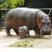 Cortes&#237;a Zool&#243;gico Santa Fe - La hembra hipop&#243;tamo naci&#243; hace 8 semanas, el zool&#243;gico Santa fe busca su nombre a trav&#233;s de un concurso para los ni&#241;os.