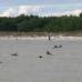 AP - En 2003 otras 28 sufrieron la misma situaci&#243;n, tambi&#233;n en los Cayos de Florida, y muchas de ellas fallecieron.