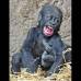 AP - El beb&#233; gorila Jengo juega con la mano de un gorila adulto en el zool&#243;gico de Leipzig, Alemania.