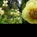 Foto Cortes&#237;a - 7. Poppy nepalesa de oto&#241;o: Meconopsis autumnalis, una plantita amarilla que vive en la alta monta&#241;a de Nepal, que florece en oto&#241;o.