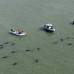 AP - Equipos de rescate continuaban este jueves las tareas de salvamento de 41 ballenas varadas en aguas cercanas al Parque Nacional de los Everglades, en el sur de Florida, E.U.