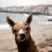 Reuters - La alpaca Pisco es un animal domesticado de la cordillera de los Andes.