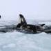 Reuters - Dos ballenas asesinas salieron a la superficie a través de un orificio de respiración en el hielo de la bahía de Hudson, cerca de Quebec en Canadá. Las ballenas son parte de una manada que están atrapadas en el hielo marino, ellas se turnan para respirar a través de un agujero en el hielo.