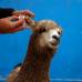 Reuters - Como si fuera un surfista, Domingo Pianezzi le pone tapones en los o�dos a su alpaca.