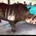 Jaime P&#233;rez - La rinoceronte dej&#243; el zool&#243;gico Santa Fe donde todos los d&#237;as consum&#237;a 60 kilos de pasto, 30 kilos de zanahoria, 12 kilos de concentrado, una paca de heno y agua a voluntad.
