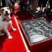 Reuters - El entrenador Von Muller anunci&#243; que &quot;Uggie se retirar&#225; oficialmente porque naci&#243; en 2002 y ya est&#225; muy anciano para resistir el rodaje de otra pel&#237;cula, adem&#225;s que sufre de una enfermedad neurol&#243;gica.&quot;