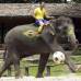 AP - Un elefante con la bandera de Brasil pintada en la panza y el costado patea un balón de fútbol guiado por su cuidador en un campamento tailandés en la provincia de Chiang Mai.