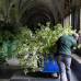 Reuters - Los &#225;rboles, colocados en grandes macetas a lo largo del pasillo central de la abad&#237;a, evocar&#225;n el pueblo natal de la novia, Bucklebur