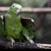 Donaldo Zuluaga - Visitar el Zool&#243;gico Santa Fe es una experiencia a trav&#233;s de las maravillas de la fauna, un acercamiento fascinante a sus especies.