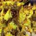 Reuters - Dorada y amarilla, ex&#243;tica y colorida la escuela de samba Beija-Flor.