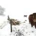Reuters - En la región de Borgoña en Francia a las vacas parecieran no afectarles mucho el frío que ya se siente en la zona.