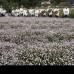 Foto Donaldo Zuluaga - Santa Elena, una vez m&#225;s, es la anfitriona de la Feria de las Flores 2012.