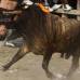 Reuters - La corraleja de este domingo fue la pen&#250;ltima de las cuatro corralejas de las fiestas patronales de Arjona, poblaci&#243;n cercana a la ciudad de Cartagena de Indias.