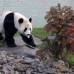Reuters - La llegada de la pareja de pandas estuvo antecedida de mucha emoción de la gente y la real Sociedad Zoológica de Escocia auguró que habrá gran demanda para verlos.