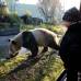 Reuters - La anterior panda gigante que tuvo Gran Bretaña, Ming Ming, vivió hasta 1994 en el Zoológico de Londres y después fue regresada a China.