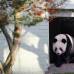 Reuters - Las autoridades del zoológico dijeron han reclutado un equipo de 14 asistentes para que éstos sean los guías de las multitudes que deseen visitar el nuevo espacio de los pandas en el zoológico.