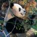 Reuters - Los primeros pandas gigantes que viven en Gran Bretaña en casi dos décadas fueron presentados por primera vez en el Zoológico de Edimburgo, en Escocia.