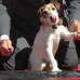 Reuters - Uggie ya hab&#237;a recibido en 2011 el premio Palma de Perro en el Festival Internacional de Cine de Cannes.