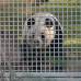 Reuters - Tian Tian (Cariño) y Yang Guang (Rayo de Sol), ambos de ocho años, recorrían sus recintos y comían bambú mientras los fotógrafos les tomaban instantáneas antes de que se estrenaran con el público.