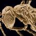 Foto Jennifer Read - Avispa par&#225;sita (Tinkerbella nana) mide solo 250 micrometros est&#225; entre los insectos m&#225;s peque&#241;os. Hallada en Costa Rica.