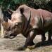 Julio César Herrera - La rinoceronte Vera dejó el Zoológico Santa Fe y se va para el parque temático Hacienda Nápoles, en el municipio de Puerto Triunfo.