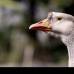 Donaldo Zuluaga - En el Zool&#243;gico Santa Fe se llevan a cabo tareas de investigaci&#243;n para la rehabilitaci&#243;n y reproducci&#243;n de fauna silvestre, la restauraci&#243;n y conservaci&#243;n del bosque seco tropical y la educaci&#243;n ambiental.