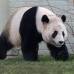 Reuters - Rayo de Sol es uno de los panda que hoy se roban las miradas del mundo.