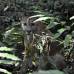 Fredy Gómez - El parque nacional natural Las Orquídeas es el único con todo su territorio en Antioquia. 32.000 hectáreas entre Urrao, Frontino y Abriaquí.