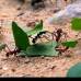 JULIO CESAR HERRERA Y DONALDO ZULUAGA - Colombia es pa&#237;s privilegiado en fauna y flora. En la biodiversidad hay oportunidades de desarrollo que son aprovechadas por quienes aman la naturaleza.