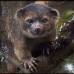 Foto Mark Gurney - International Institute for Species Exploration defini&#243; las 10 especies halladas en 2013. Olinguito (Bassaricyon neblina), habitante de Colombia y Ecuador, se halla en Antioquia. Un mam&#237;fero carn&#237;voro.