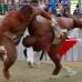 COLPRENSA - Sumo era deporte m&#225;s esperado por el p&#250;blico y comenz&#243; su primera jornada llenando de emoci&#243;n a los asistentes del coliseo del barrio Mariano Ramos al sur de la ciudad.