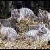 AP - &quot;Los beb&#233;s, que nacieron despu&#233;s de 103 d&#237;as de gestaci&#243;n, heredaron de sus padres las elegantes rayas negras sobre el manto blanco y los intensos ojos azules&quot;, explic&#243; el zool&#243;gico porte&#241;o.