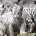 AP - Cuatro ejemplares de tigre de Bengala blanco, dos machos y dos hembras, nacieron en el zool&#243;gico de Buenos Aires por parto natural.