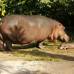 Cortes&#237;a Zool&#243;gico Santa Fe - La hembra hipop&#243;tamo naci&#243; hace 8 semanas, el zool&#243;gico Santa fe busca su nombre a trav&#233;s de un concurso para los ni&#241;os.