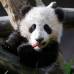 Reuters - Un oso panda, de cinco meses de nacido, fue mostrado por primera vez en público en el zoológico de San Diego, California, Estados Unidos. El oso nació el 29 de julio de 2012.