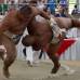 Colprensa - Los gigantes luchadores de Sumo se enfrentan en el coliseo Mariano Ramos en Cali.
