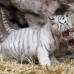 AP - El tigre de Bengala habita en las selvas de Asia (Bangladesh, China, India, Nepal, entre otros pa&#237;ses).