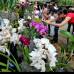 Juan Antonio S&#225;nchez - Orqu&#237;deas, p&#225;jaros y flores se extender&#225; hasta el 7 de agosto.