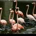 Donaldo Zuluaga - En total 922 animales que representan 238 especies, en su mayor&#237;a procedentes de la regi&#243;n neotropical (Sur y Centro de Am&#233;rica), habitan en el zool&#243;gico.