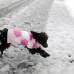 AP - Un perro llamado Pastel de az&#250;car corre sobre la nieve en Dakota del Sur en Estados Unidos. La tempranera nieve lleg&#243; a Wyoming y a Dakota del Sur y provoc&#243; el cierre de carreteras y escuelas.